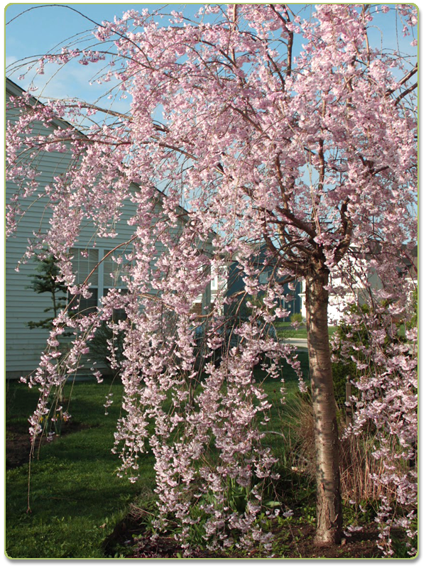 Weeping Cherry Double Pink 